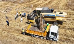 Tarsus’ta yerli tohum buğday hasadı yapıldı