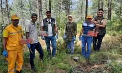 Düziçi Ormanlarına Avcı Böcekler Bırakıldı: Kızılçam Ormanlarında Biyolojik Mücadele