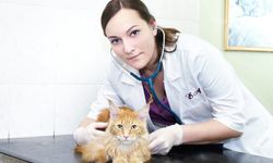 İstanbul’da Veterinerlere Rekor Ceza Dönemi Başladı