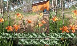 Olukbaşı Yaylasında Gün Zambaklarının Büyüleyici Görselliği