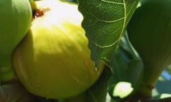 Osmaniyeli Üreticileri De İlgilendiriyor: İncir Zeytin Sineğinden Koruyor Mu?