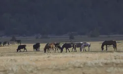 Eynif Ovası'nın yılkı atları dronla görüntülendi