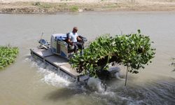 Hatay'da Asi Nehri'ni kaplayan su sümbülleri temizleniyor