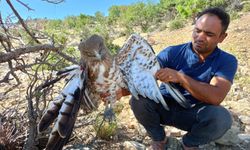 Mersin'de yaralı bulunan kartal tedavi altına alındı