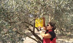 Gökdere Mahallesi'nde Zeytin Sineği Kontrolü İçin Tuzaklar Asıldı