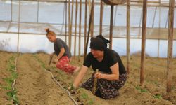 Antalya'da çiftçiler kavurucu sıcaklara rağmen üretim mesaisinde