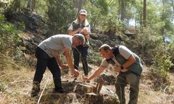 Ormanlara zarar veren böceklere karşı biyolojik mücadele