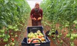 Antalya'da çiftçiler 40 dereceye ulaşan sıcaklıkta sezonun ilk salatalık hasadına başladı