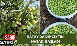 Hatay'da Dip Zeytin Hasadı Başladı Üreticiler Bereketli Bir Sezon Bekliyor