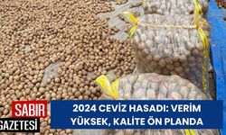 2024 Ceviz Hasadı: Verim Yüksek, Kalite Ön Planda