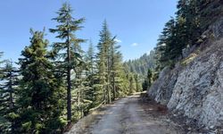 B Tipi Yeni Orman Yolu Yapım İşi İhale İlanı
