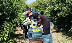 'Okitsu' Mandalina Hasadı Dörtyol’da Başladı