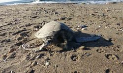 Alanya’da son bir haftada iki caretta caretta ölü bulundu