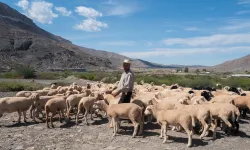 Küçükbaş Hayvancılıkta Desteklemeler Üreticilere Can Suyu Olmaya Devam Ediyor