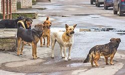 Dörtyol'da Mandalina Bahçesinde 11 Köpek Ölü Bulundu