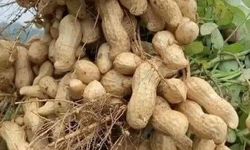 Osmaniye Yer Fıstığıyla Sağlıklı Yaşlanma