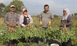 Hatay'da Yer Fıstığı Hasadı Başladı, İşçi Sıkıntısı Çiftçiyi Zorluyor