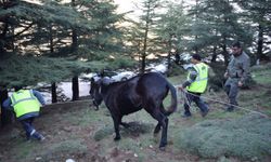 Hatay'da başıboş yaralı katır tedaviye alındı