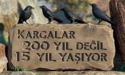 Kargalar 200 Yıl Değil 15 Yıl Yaşıyor