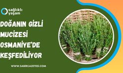 Kekik: Doğanın Gizli Mucizesi Osmaniye’de Keşfediliyor
