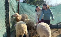 Düziçi Belediye Başkanı İba, Koyunlarını Kaybeden Kızlara Destek Oldu