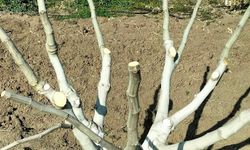 İncir Ağaçlarında Bordo Bulamacı ve Budama Bakımı