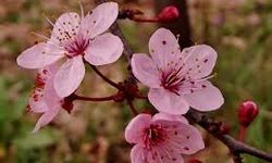 Adana'da Şeftali Ağaçları Kışın Çiçek Açtı