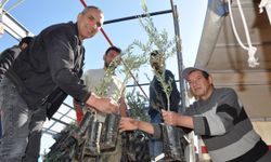 Silifke'de üreticilere 45 bin zeytin fidanı dağıtıldı