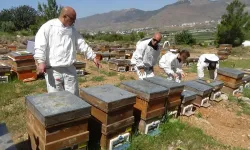 Mersin'de arıcılar sezonun ilk polen hasadını yaptı