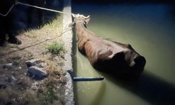 Adıyaman’da Havuzda Mahsur Kalan İnek Kurtarıldı