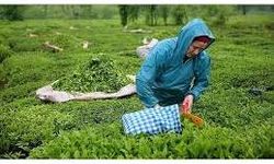 ÇAYKUR 1500 İşçi Alacak! Başvurular İŞKUR Üzerinden Yapılacak