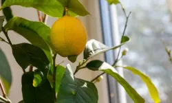 Osmaniye’de evde limon üretimi giderek yaygınlaşıyor