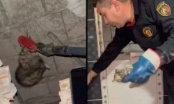 Osmaniye'de panel duvarın arkasında mahsur kalan kedi yavrusunu itfaiye kurtardı