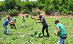 Adana’da Karpuzun Tarla Fiyatı 9 TL’ye Kadar Düştü