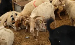 Adana’da 4 Boynuzlu Koçlara Yoğun İlgi