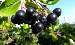 Aranyo Bitkisi Nedir? Türkiye’deki Yeri ve Anavatanı