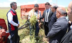 Burdur'da kuraklığa dayanıklı yem bitkisinin hasadı yapıldı
