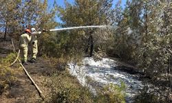 GÜNCELLEME - Adana'da çıkan orman yangını kontrol altına alındı