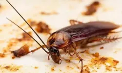 Osmaniye’de Hamam Böceklerine Karşı Doğal Çözüm