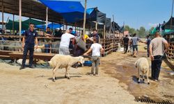 Kadirli'de canlı hayvan pazarı geçici olarak kapatıldı