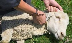 Osmaniye’de Kurban Kesimi Başladı
