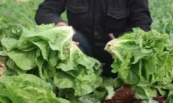 Hatay’da Marul Krizi Tarlada 5 TL, Markette 30 TL