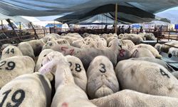 Büyükbaş ve Küçükbaş Kurban Fiyatları Netleşti