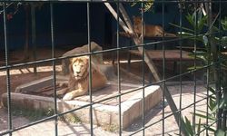 Antalya'da Kaçan Aslan Vurularak Öldürüldü: Manavgat Alarmda