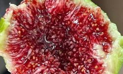Osmaniye Sıcağında Bal Gibi İncir!