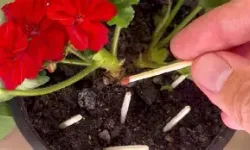 Kibritin Bu Etkisine İnanamayacaksınız!