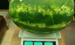 Kozan'da 24 kilo 634 gramlık karpuz üretildi
