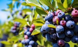 Osmaniyeliler İçin Yaban Mersini Tarımın Yeni Gözdesi