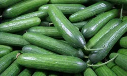 Kışın Salatalık Yemek Zararlı Mı? İşte Bilinmesi Gerekenler
