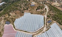 Antalya'da tropikal meyve bahçelerine kurulan GES enerji maliyetlerini düşürdü